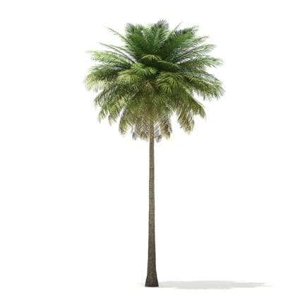 Coconut Palm Tree 3D Model 10.4m