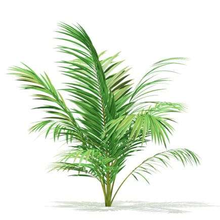 Golden Cane Palm Tree 3D Model 2.3m