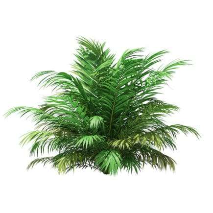 Golden Cane Palm Tree 3D Model 2.7m