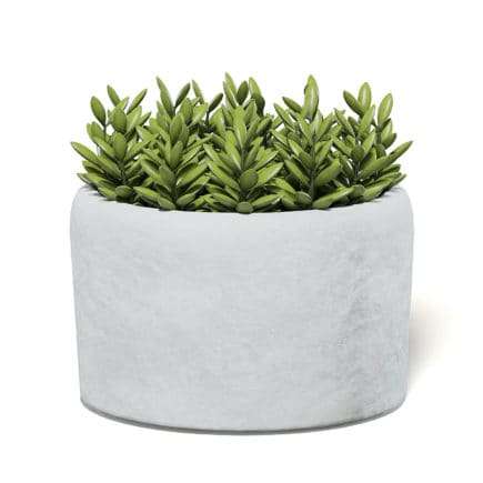 Plant in Stone Pot 3D Model