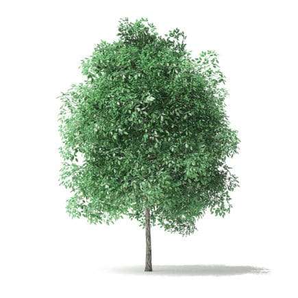Green Ash Tree 3D Model 4m