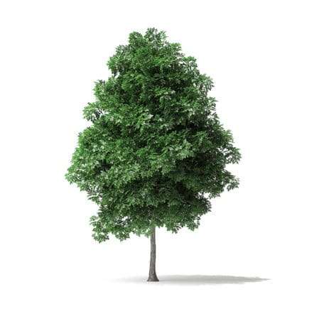 White Ash Tree 3D Model 4.2m