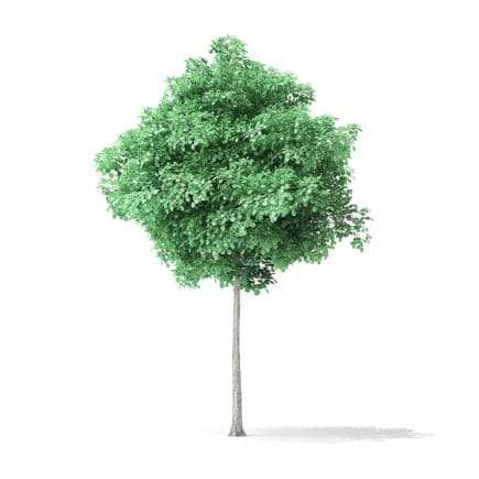 American Basswood Tree 3D Model 3.8m