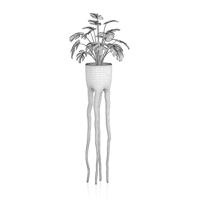 Monsteria Plant in Tall Pot