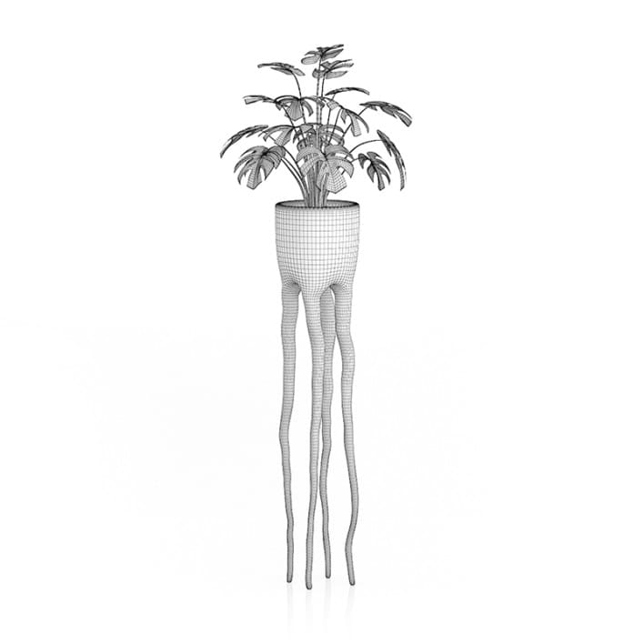 Monsteria Plant in Tall Pot