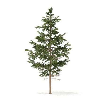 Pine Tree 3D Model 5.5m